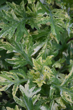 Artemisia vulgaris 'Janlim' ('Oriental Limelight'), Gelbbunter Beifuß