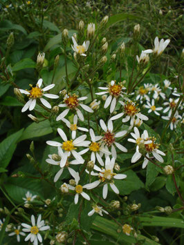 Aster macrophyllus 'Albus', Herzblattaster