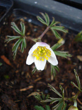 Anemone nemorosa 'Marcelina', Buschwindröschen