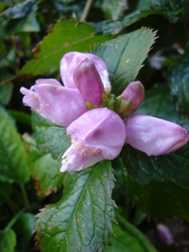 Chelone lyonii 'Hot Lips', Schlangenkopf