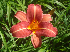 Hemerocallis Hybride 'Neyron Rose', Taglilie