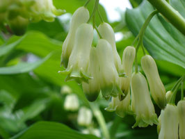 Polygonatum multiflorum, Vielblütiges Salomonssiegel, Weißwurz