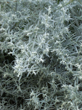 Artemisia ludoviciana 'Silver Queen', Silberraute