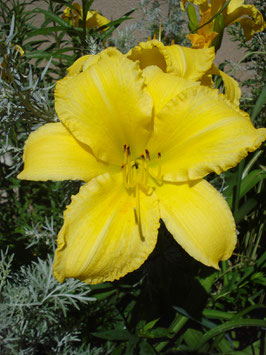 Hemerocallis Hybride 'Berlin Lemon Crepe', Taglilie