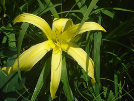 Hemerocallis Hybride 'Kindly Light', Taglilie