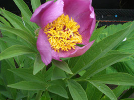 Paeonia officinalis ssp. banaticus, Echte Pfingstrose