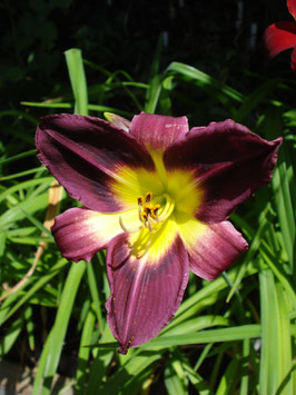 Hemerocallis Hybride 'Night Beacon', Taglilie