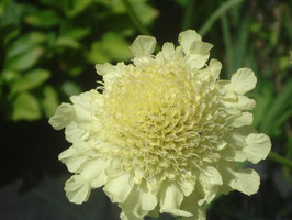 Cephalaria gigantea, Großer Schuppenkopf, Riesen-Skabiose