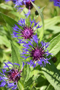 Centaurea montana, Berg-Flockenblume, Kornblume