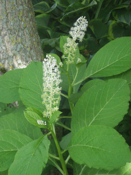 Phytolacca acinosa, Kermesbeere
