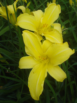 Hemerocallis Hybride 'Grasmann Gorgeous Gold', Taglilie