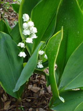 Convallaria majalis 'Hardwick Hall', Gelbrandiges Maiglöckchen
