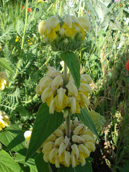 Phlomis russeliana, Brandkraut