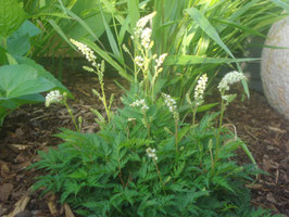Aruncus aethusifolius, Zwerg-Geißbart