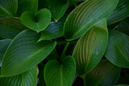 Hosta Hybride 'Devon Green'