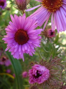 Aster novae-angliae 'Abendsonne'