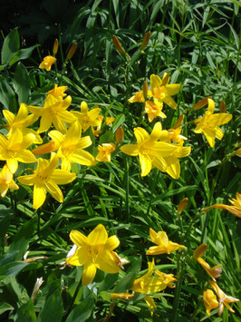Hemerocallis dumortieri, Taglilie