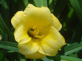 Hemerocallis Hybride 'Mini Stella', Taglilie