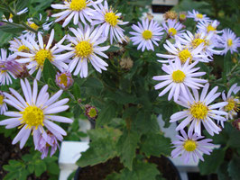 Aster ageratoides 'Asran', Ageratum-Aster