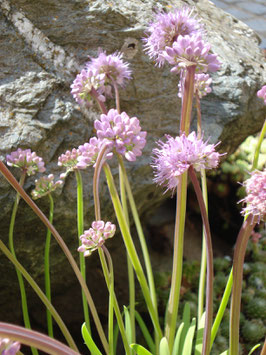 Allium senescens var. senescens, Berg-Lauch