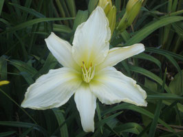 Hemerocallis Hybride 'Ice Cap', Tagliie