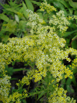 Solidago Hybride 'Loysder Crown', Goldrute