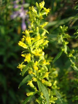 Solidago flexicaulis 'Variegata', Zick-Zack-Goldrute