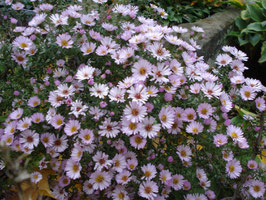 Aster x amethystinus 'Kylie', Kleinblütige Herbst-Aster