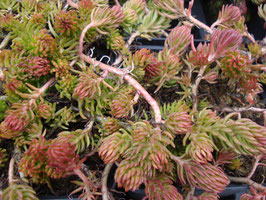Sedum rupestre 'Angelina', Teppich-Fetthenne
