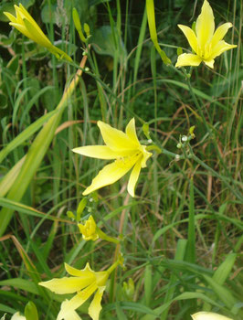 Hemerocallis citrina x ochroleuca, Taglilie