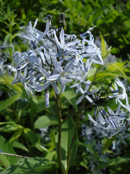 Amsonia tabernaemontana var. salicifolia, Röhrenstern