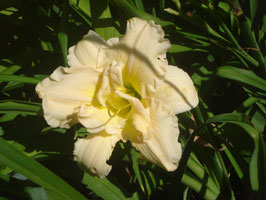 Hemerocallis Hybride 'Schnickel Fritz', Taglilie