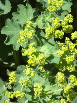 Alchemilla mollis, Weicher Frauenmantel
