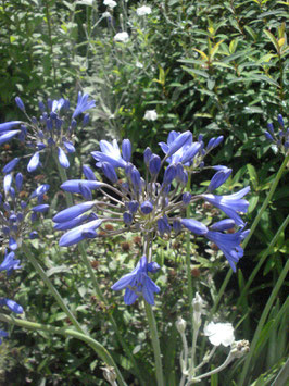 Agapanthus Hybride 'Headbourne', Schmucklilie