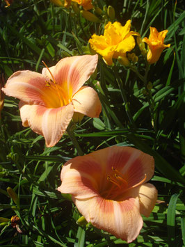 Hemerocallis Hybride 'Real Wind', Taglilie