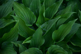 Hosta nakaiana