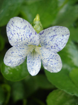 Viola sororia 'Freckles', Pfingst-Veilchen