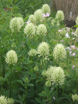 Trifolium ochroleucum, Blassgelber Klee