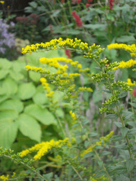 Solidago rugosa 'Fireworks', Runzelige Goldrute