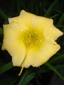 Hemerocallis Hybride 'Stella de Oro', Taglilie