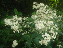 Clematis recta, Aufrechte Waldrebe