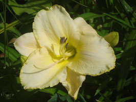 Hemerocallis Hybride 'Arctic Snow', Taglilie