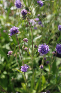 Succisa pratensis, Teufelsabbiss, Soldatenknöpfle