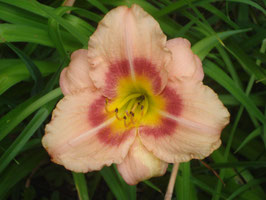 Hemerocallis Hybride 'Buffy's Doll', Taglilie