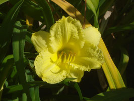 Hemerocallis Hybride 'Happy Returns'