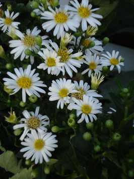 Aster ageratoides 'Starshine -R-', Ageratum-Aster