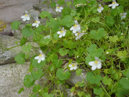 Cymbalaria muralis 'Globosa Alba', Zimbelkraut