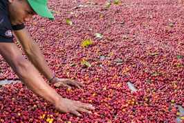 SAINT DOMINGUE 100% Arabica
