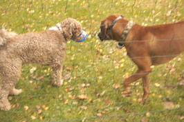 Let's Talk! Hundegespräche verstehen.