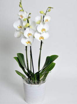 Orchidee, weiss